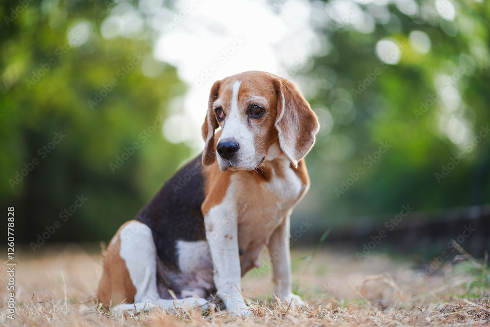 Portrait of an adorable beagle dog sitting on the dried grass field in the evening Portrait of an adorable beagle dog sitting on the dried grass field in the evening