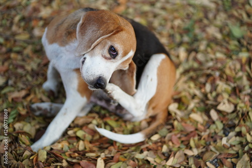 An adorable beagle dog is scratching its body on the dried leaves field