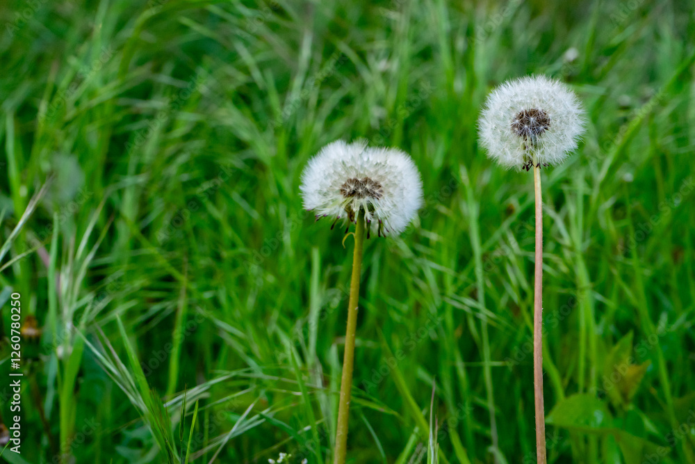 Dandelions blooming in a lush green field during a sunny day Dandelions blooming in a lush green field during a sunny day