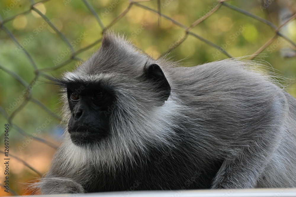Fototapeta premium long tailed macaque