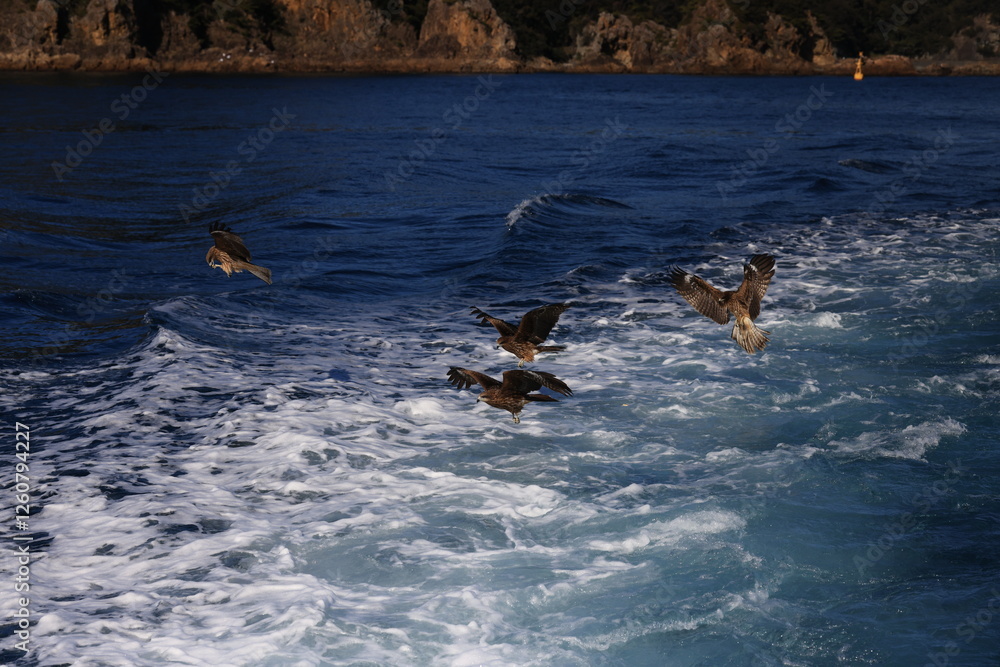 Fototapeta premium hawk hunts fishes