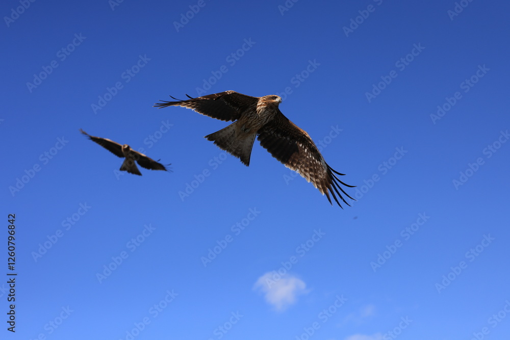 Obraz premium hawk in flight