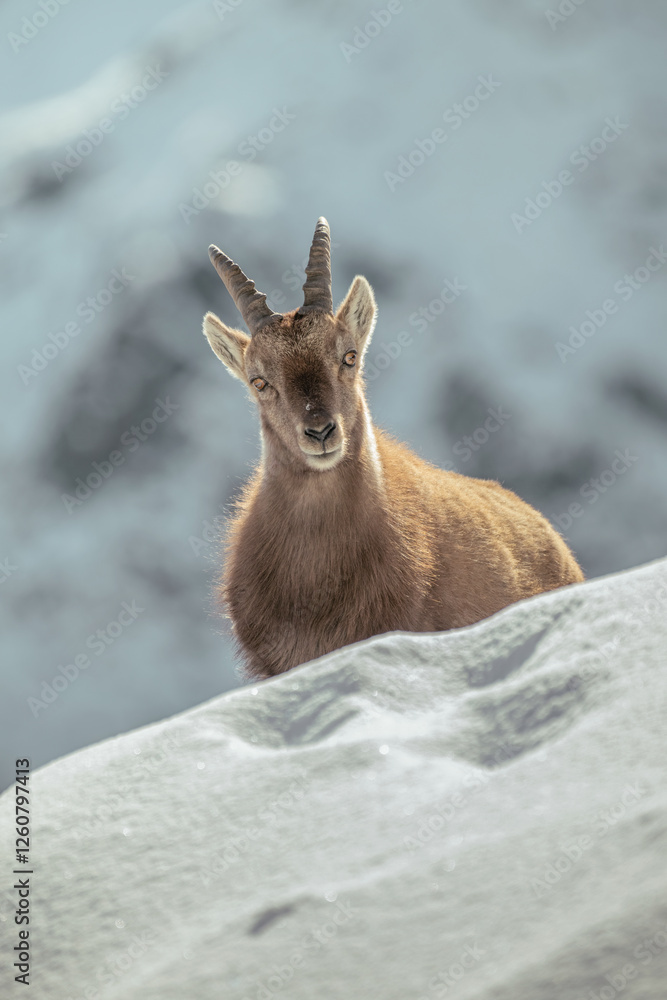 Portrait of female Alpine Ibex standing in the snow, Alps Mountains, Italy. (Capra ibex).