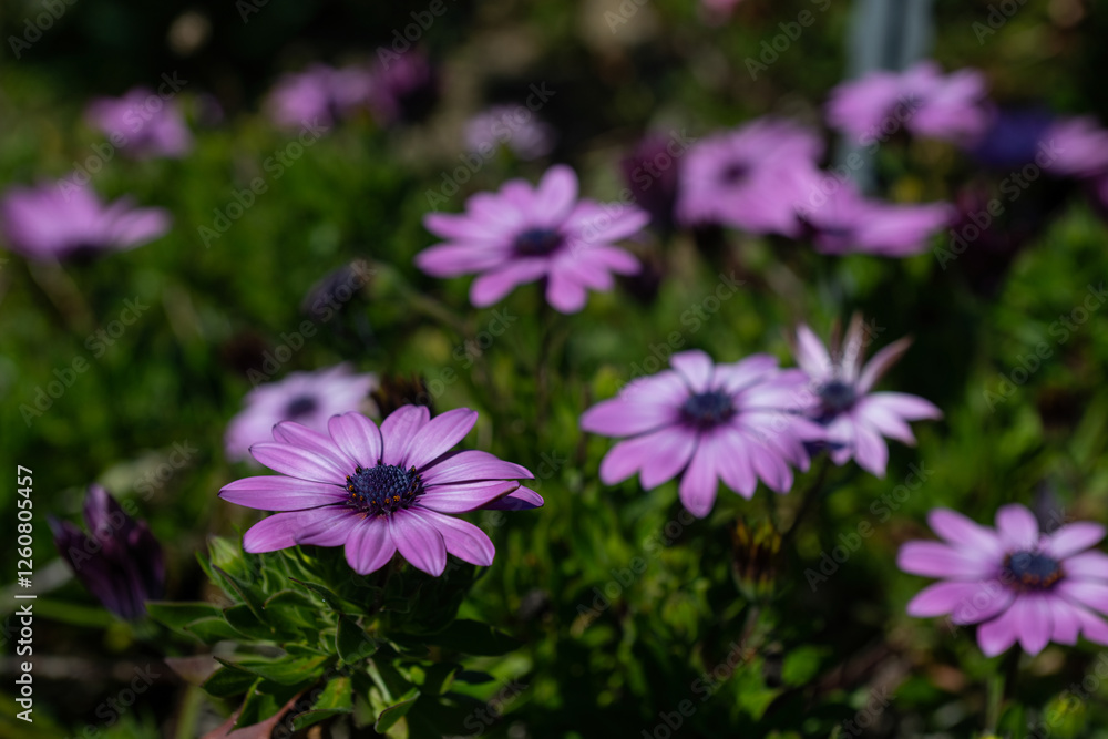 Fototapeta premium Purple Flowers, Osteospermun, African daisy, purple chamomile flowers background