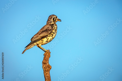 Groundscraper Thrush standing on a branch isolated in blue sky  in Kruger National park, South Africa ; Specie Turdus litsitsirupa family of  Turdidae photo