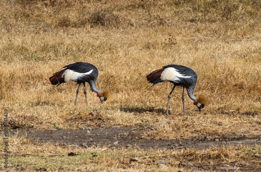 Obraz premium grues couronnées dans la réserve du Sérengeti en Tanzanie
