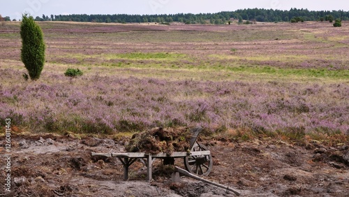 Lüneburger Heide-1