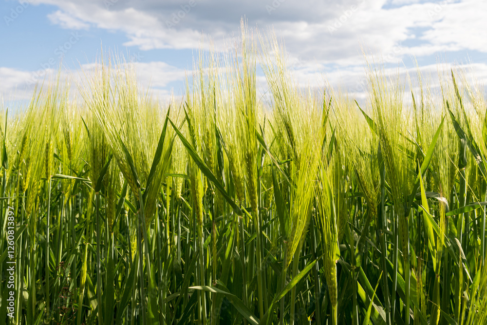 Tall green grass waves gently in the breeze under a bright blue sky filled with fluffy clouds during a warm afternoon Tall green grass waves gently in the breeze under a bright blue sky filled with fluffy clouds during a warm afternoon