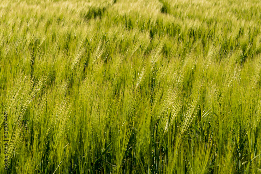 A lush field of green wheat stretches across the landscape, dancing softly in the warm breeze under a clear blue sky A lush field of green wheat stretches across the landscape, dancing softly in the warm breeze under a clear blue sky