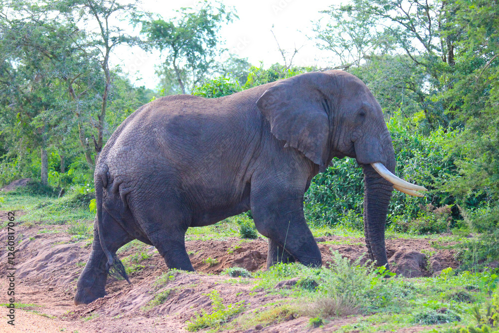 Fototapeta premium elephant in the wild
