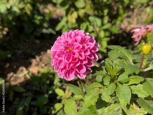 Beautiful pink dahlia flower close-up. Elegant display of pink Dahlia Pinnata flower in the garden. Family Asteraceae. Common name garden dahlia, sunflower, daisy, chrysanthemum, zinnia.
