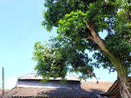 A Peaceful house yard under the bright day light, with clear sky, and fresh manggo tree photo