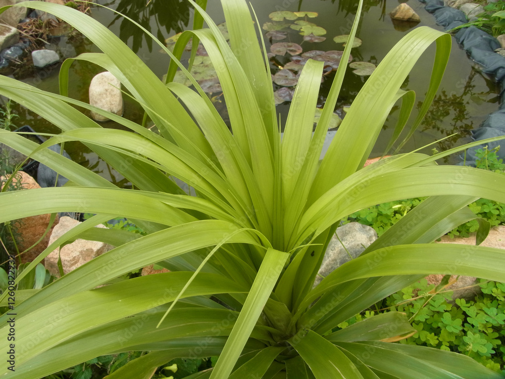 Obraz premium Piante