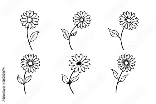 Daisy (Bellis perennis) line art vector illustration