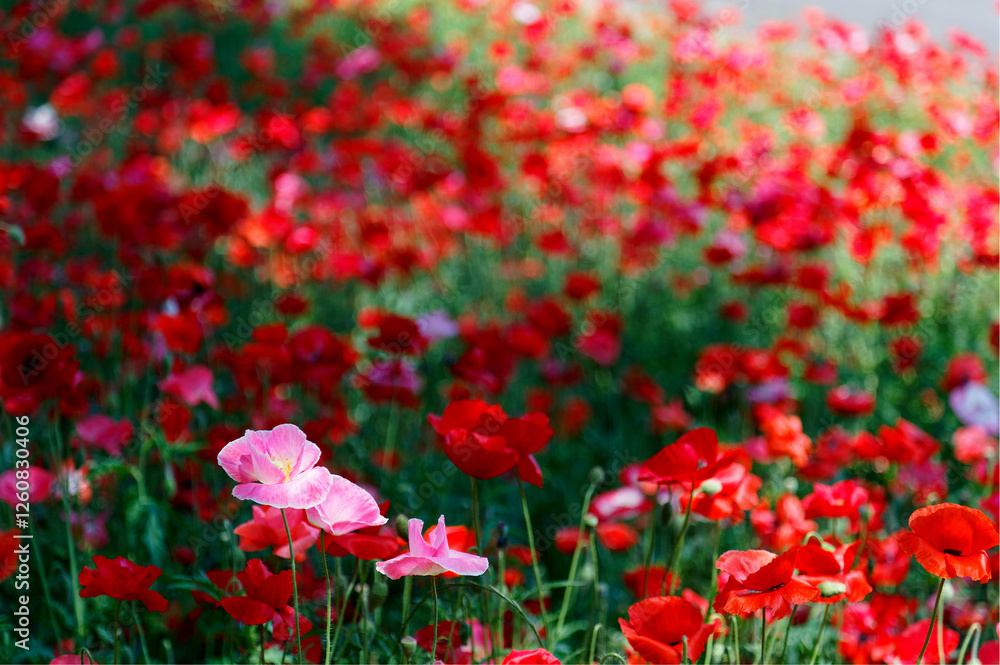 Close up view of beautiful red Shirley Poppies blooming vibrantly in the flower field on a bright sunny day in Showa Memorial Park, Tokyo, Japan ( shallow focus and blurred background effect ) Close up view of beautiful red Shirley Poppies blooming vibrantly in the flower field on a bright sunny day in Showa Memorial Park, Tokyo, Japan ( shallow focus and blurred background effect )