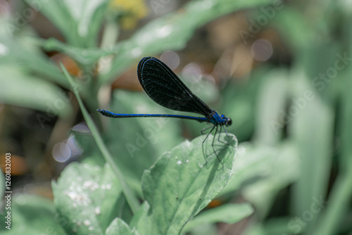 фотографія Closeup view of a damselfly, a flying insect of the suborder Zygoptera in the order Odonata
