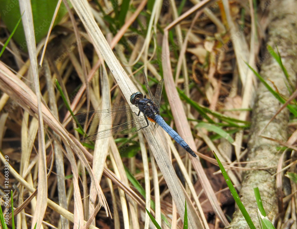 Close-up of a dragonfly resting on or among dry grasses and other vegetation. Close-up of a dragonfly resting on or among dry grasses and other vegetation.