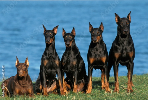 Slika na platnu Dobermans