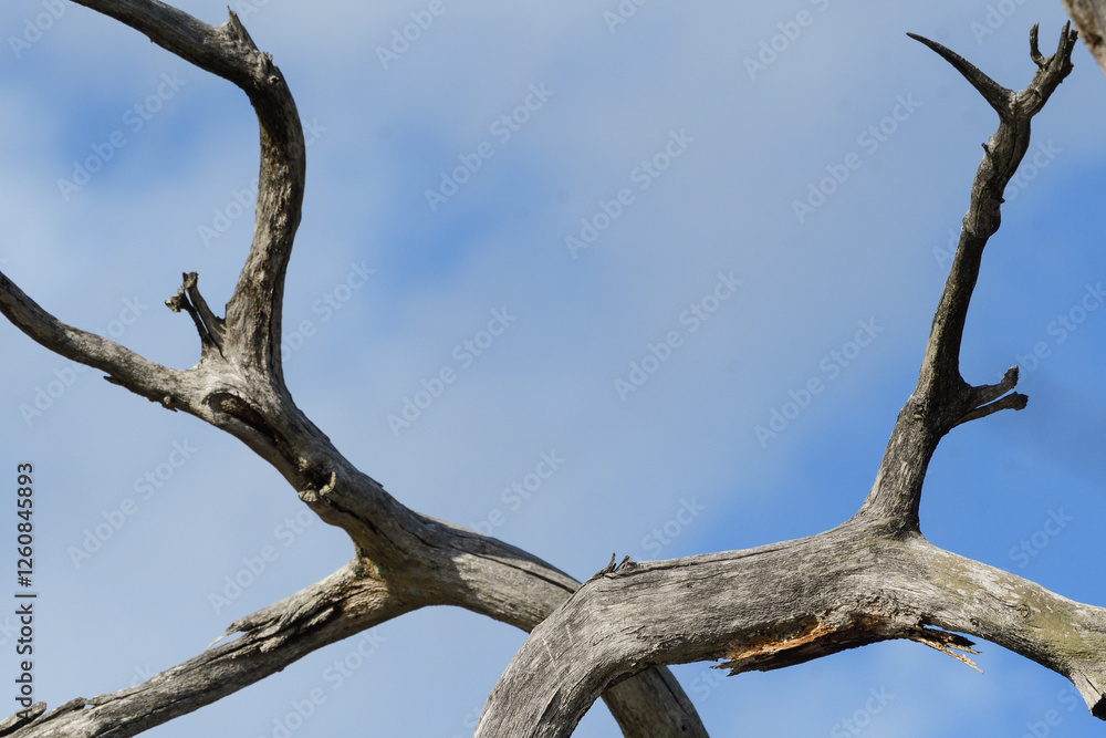 Dry branches of a tree Dry branches of a tree