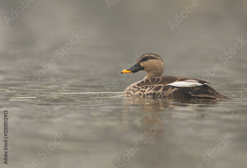 Spot-billed duck swimming in a lake at Keoladeo Ghana National Park, Bharatpur, India photo