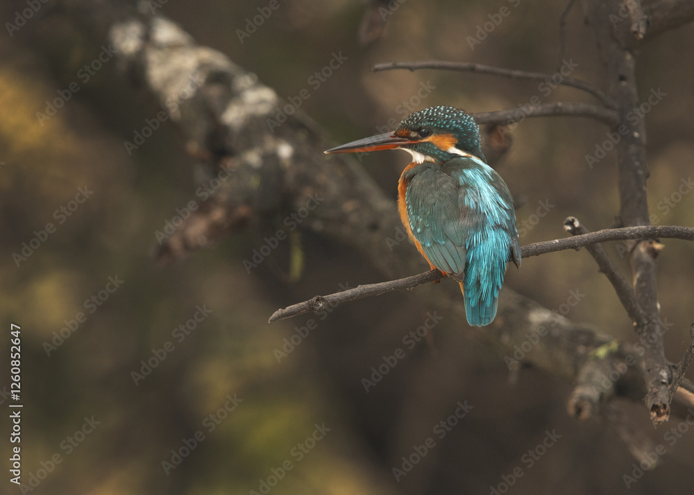 Fototapeta premium Common kingfisher perched on a tree trunk at Keoladeo Ghana National Park, Bharatpur, India