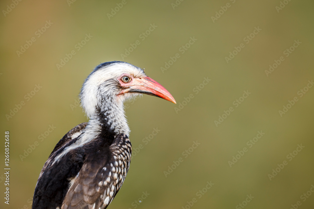 Southern Red billed Hornbill portrait isolated in natural background in Greater Kruger National park, South Africa ; Specie Tockus rufirostris family of Bucerotidae Southern Red billed Hornbill portrait isolated in natural background in Greater Kruger National park, South Africa ; Specie Tockus rufirostris family of Bucerotidae