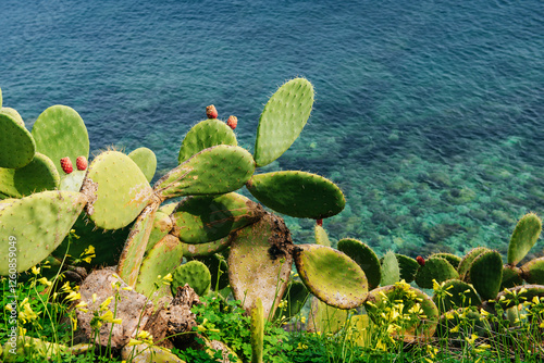 Thorny cactus near the sea photo