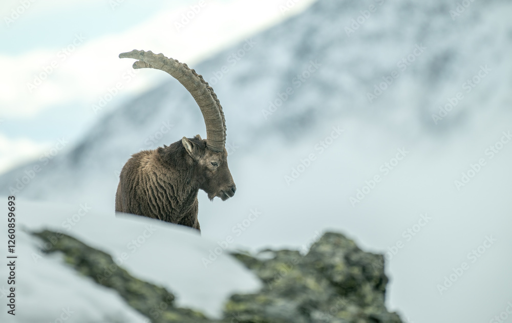 Profile view of an impressive male ibex as he looks downstream from a prominence on rocks against a backdrop of snow-capped mountains, Italian Alps. Capra ibex.