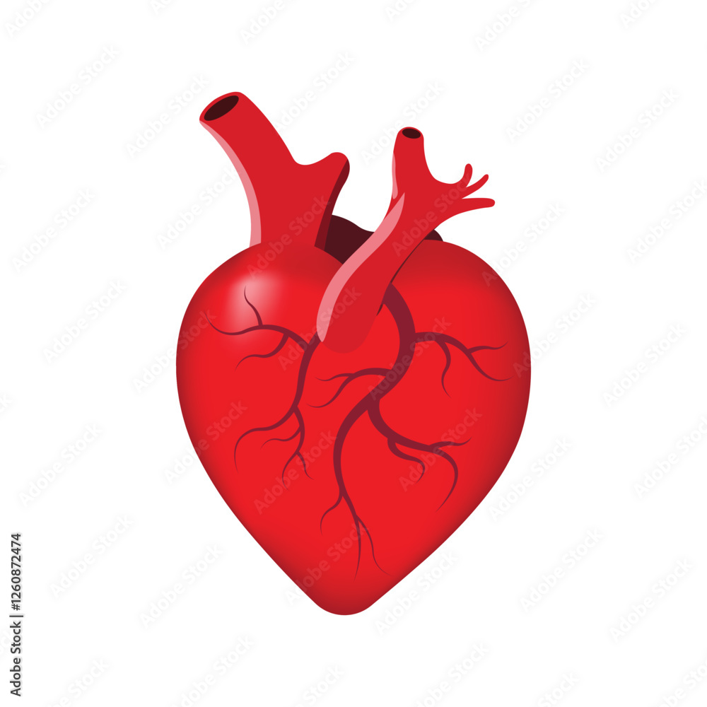 Human red heart vactor design. Human red heart vactor design.