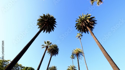 Camera looks up as it moves past rows a palm trees in Beverly Hills California
