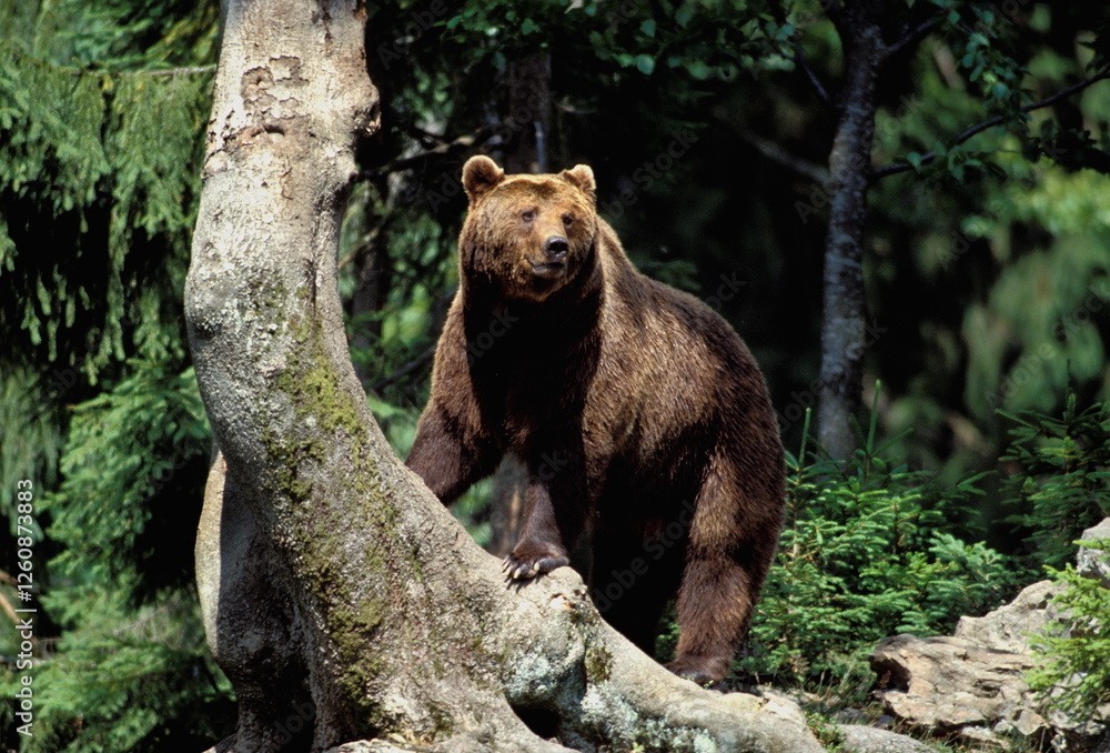 Fototapeta premium ours brun - ursus arctos - Europe