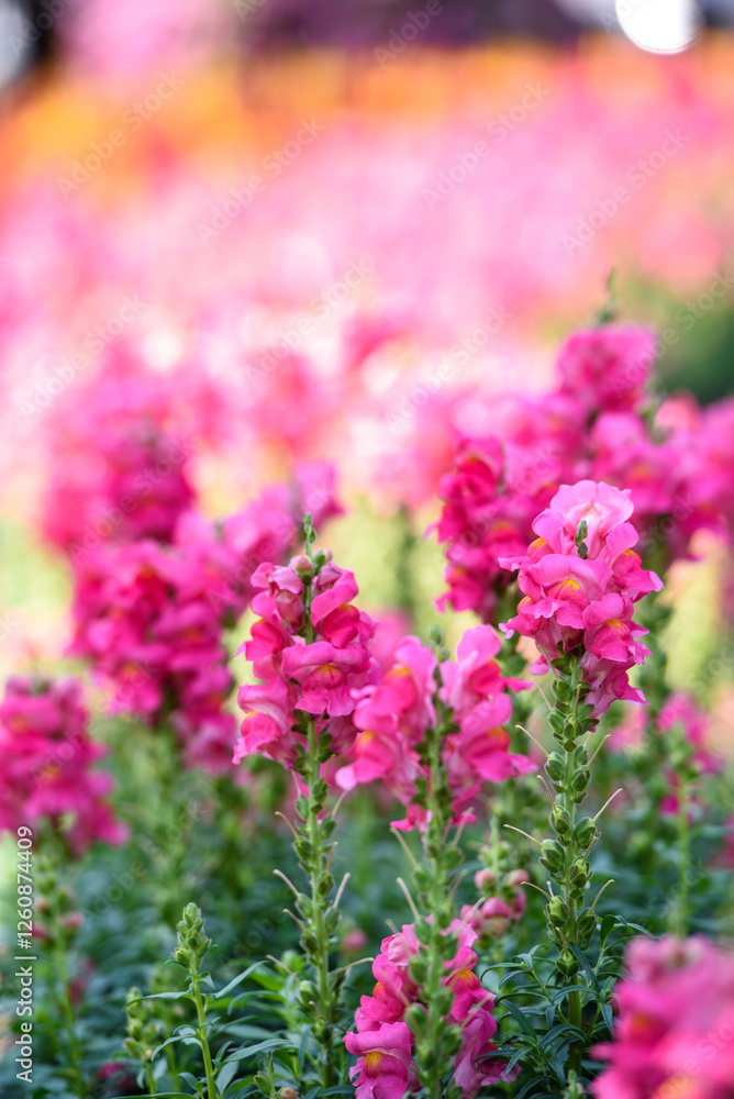 Obraz premium the pink snapdragon or bunny rabbit in the garden