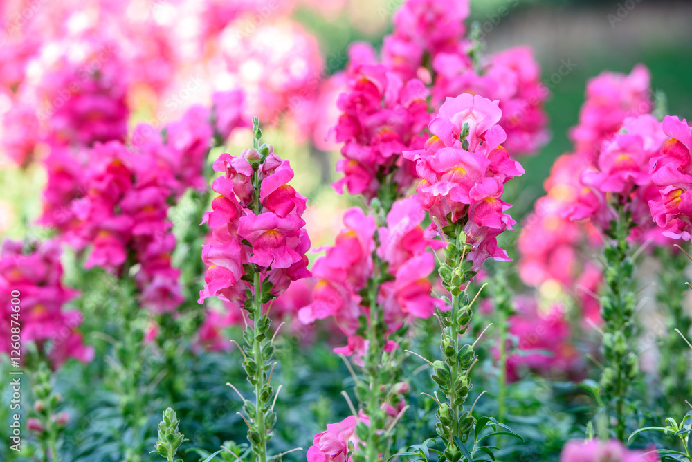 the pink snapdragon or bunny rabbit in the garden the pink snapdragon or bunny rabbit in the garden
