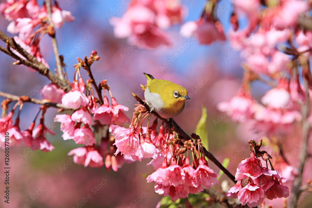 Oriental White-eye feeding on Cherry Blossom at Doi Inthanon National Park, Chiang Mai, Thailand Oriental White-eye feeding on Cherry Blossom at Doi Inthanon National Park, Chiang Mai, Thailand