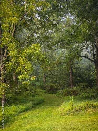 path in the forest