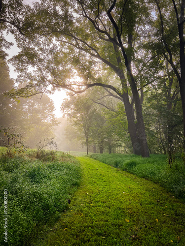 path in the forest