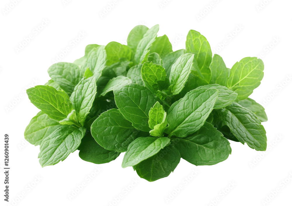 Fresh mint leaves arrangement natural setting isolated on transparent background png Fresh mint leaves arrangement natural setting isolated on transparent background png