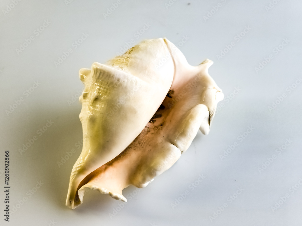 Lambis Truncata mollusk shell on a white background Lambis Truncata mollusk shell on a white background