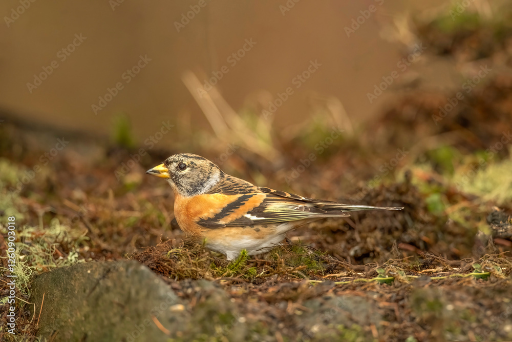 Brambling male, in a forest in Scotland, close up in winter Brambling male, in a forest in Scotland, close up in winter