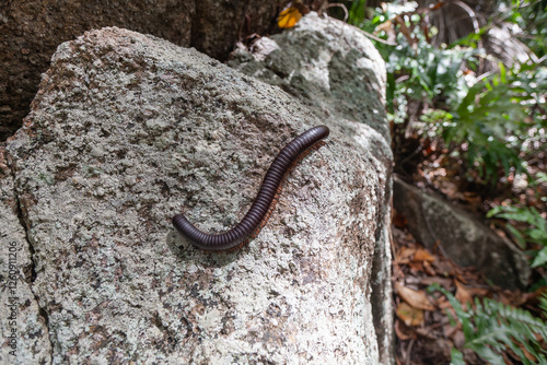 Der Seychellen-Riesentausendfüßler auf einem Granitfels  - Sechelleptus seychellarum - Seychelles Giant Millipede - ein Mitglied der Flatplate-Tausendfüßler-Familie Spirostreptidae photo