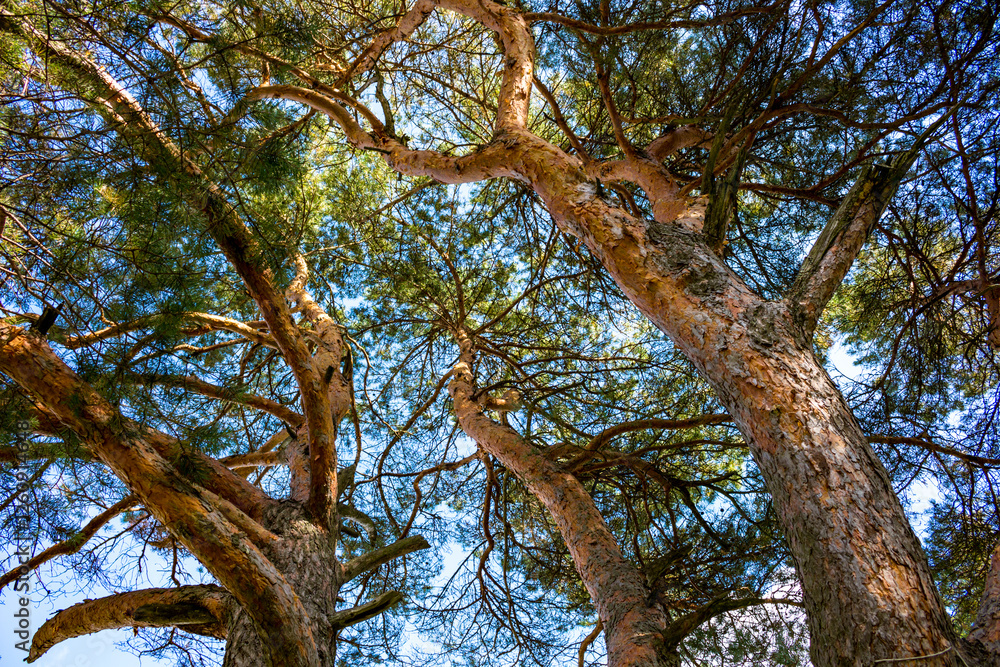 Crown of big pine tree, in nature