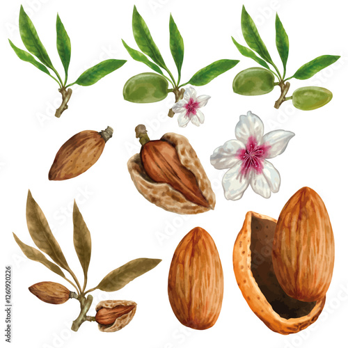 Almond vector elements set watercolor stye isolated on white background.