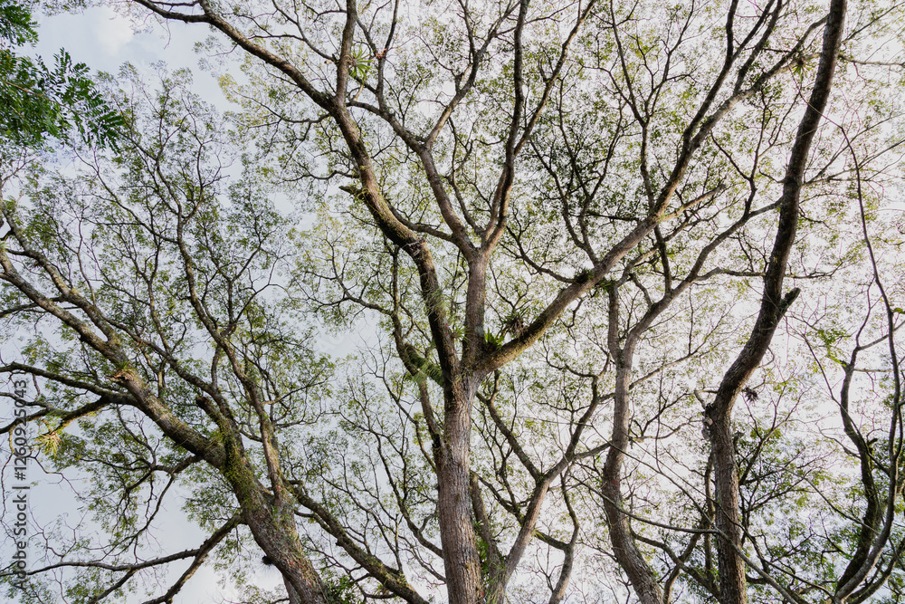 Sprawling Canopy of a Samanea Saman Tree Against the Sky Sprawling Canopy of a Samanea Saman Tree Against the Sky