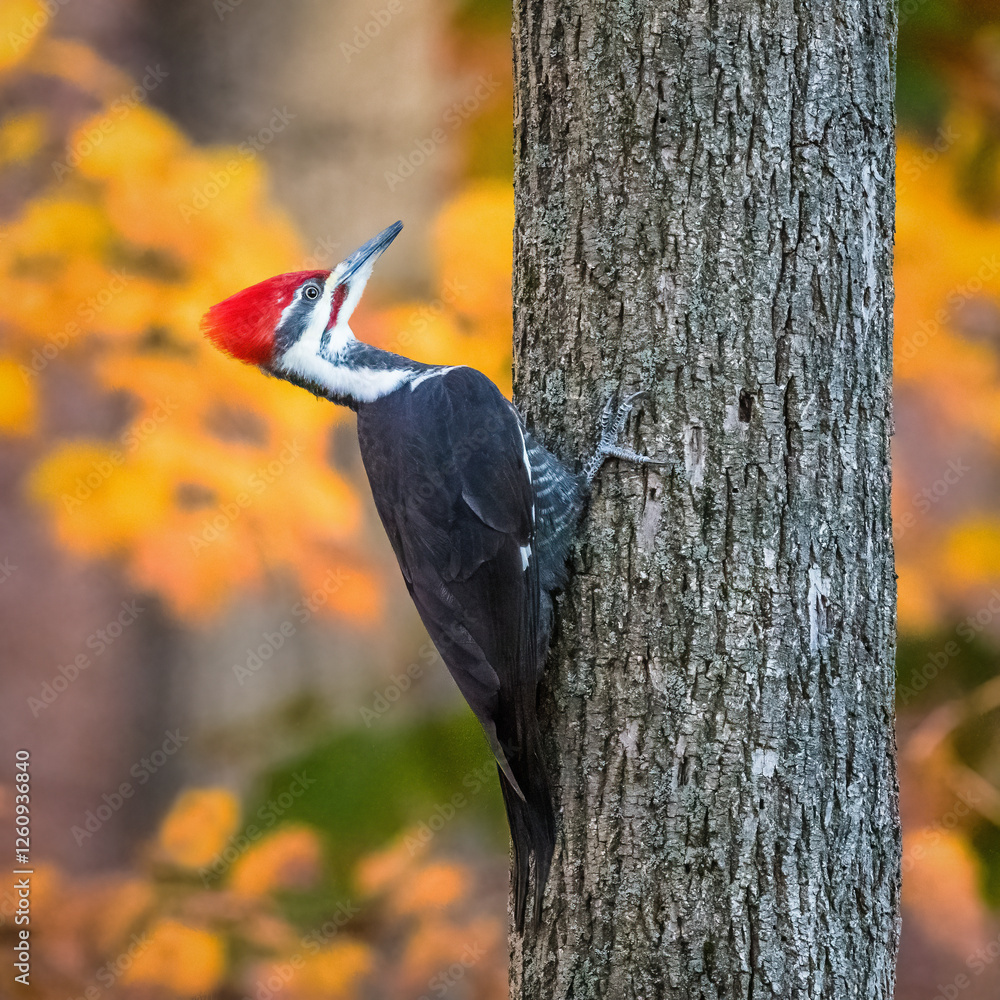 Pileated Woodpecker