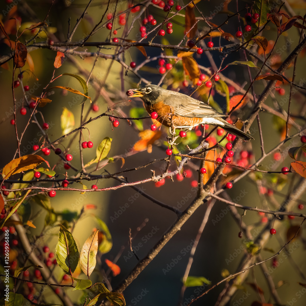 American Robin