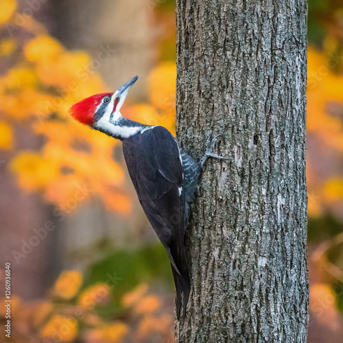 Obraz na płótnie Pileated Woodpecker w salonie