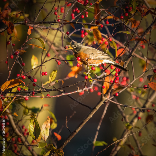 American Robin