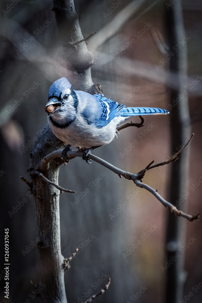 Blue Jay