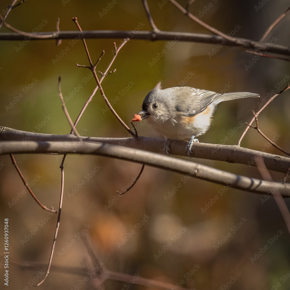 Tufted Titmouse.
