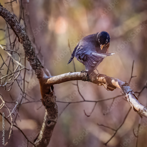 Obraz na płótnie American Robin. w salonie